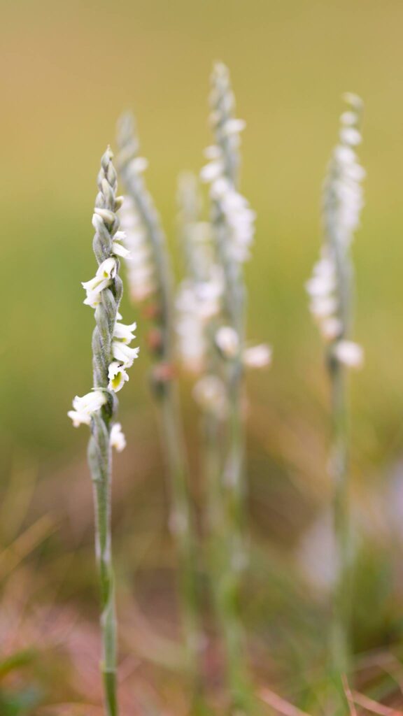 Spiranthes spiralis