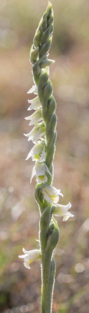 Spiranthes spiralis
