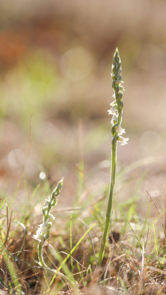 Spiranthes spiralis