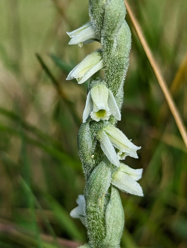 Spiranthes spiralis