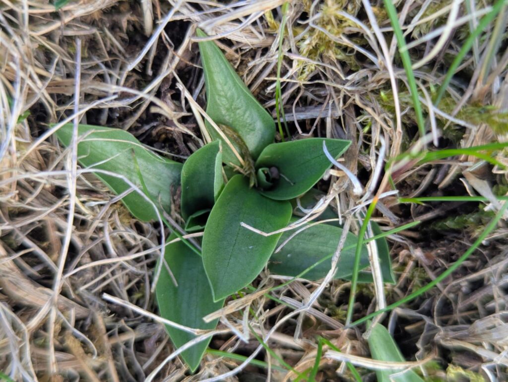 Spiranthes spiralis